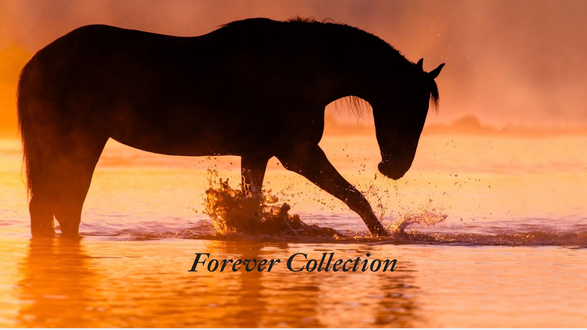 Forever Collection